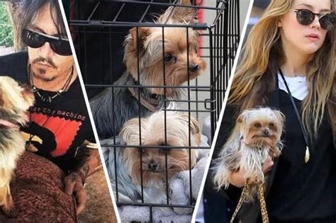 Australian prosecutors drop case against actor Amber Heard over pet Yorkshire terriers